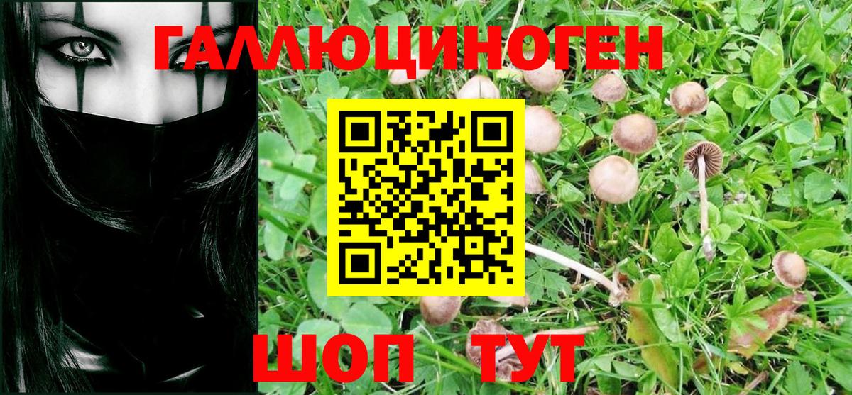 Великий Новгород  Псилоцибиновые грибы MAGIC MUSHROOMS  Вход с VPN 